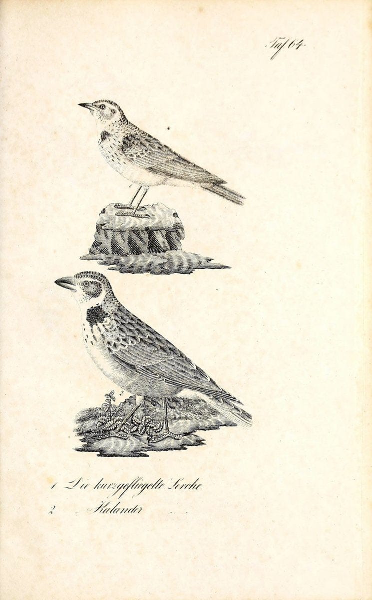 Die Naturgeschichte in getreuen Abbildungen und mit ausfuÃŒË†hrlicher Beschreibung derselben. Leipzig :bei Eduard Eisenach ;1835.  | Birds "Pictorial works"  | Vintage Print Reproduction 471945