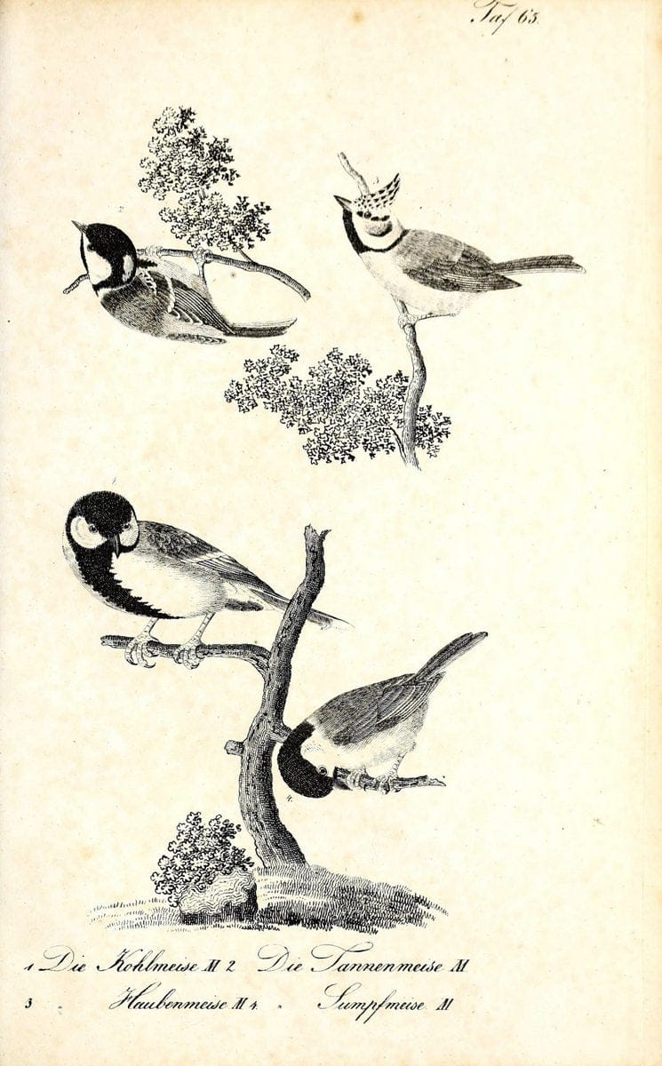 Die Naturgeschichte in getreuen Abbildungen und mit ausfuÃŒË†hrlicher Beschreibung derselben. Leipzig :bei Eduard Eisenach ;1835.  | Birds "Pictorial works"  | Vintage Print Reproduction 471946