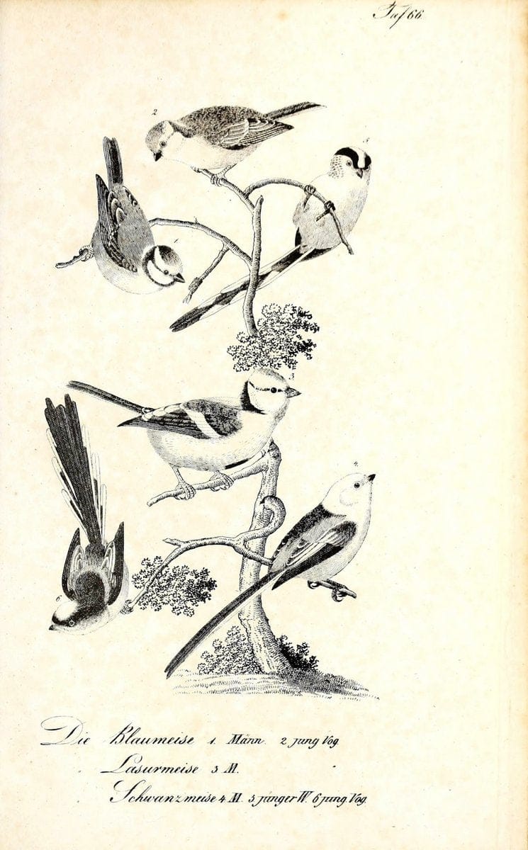 Die Naturgeschichte in getreuen Abbildungen und mit ausfuÃŒË†hrlicher Beschreibung derselben. Leipzig :bei Eduard Eisenach ;1835.  | Birds "Pictorial works"  | Vintage Print Reproduction 471947