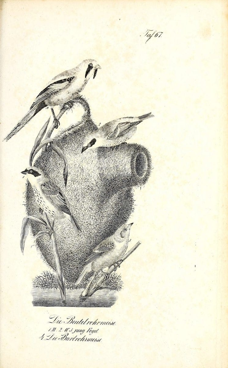 Die Naturgeschichte in getreuen Abbildungen und mit ausfuÃŒË†hrlicher Beschreibung derselben. Leipzig :bei Eduard Eisenach ;1835.  | Birds "Pictorial works"  | Vintage Print Reproduction 471948