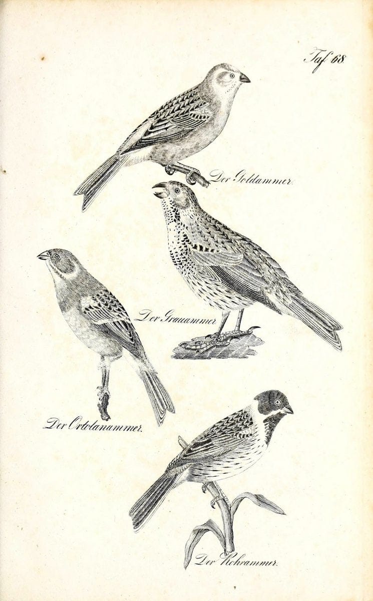 Die Naturgeschichte in getreuen Abbildungen und mit ausfuÃŒË†hrlicher Beschreibung derselben. Leipzig :bei Eduard Eisenach ;1835.  | Birds "Pictorial works"  | Vintage Print Reproduction 471949