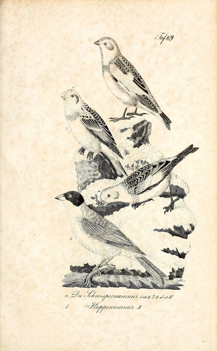 Die Naturgeschichte in getreuen Abbildungen und mit ausfuÃŒË†hrlicher Beschreibung derselben. Leipzig :bei Eduard Eisenach ;1835.  | Birds "Pictorial works"  | Vintage Print Reproduction 471950