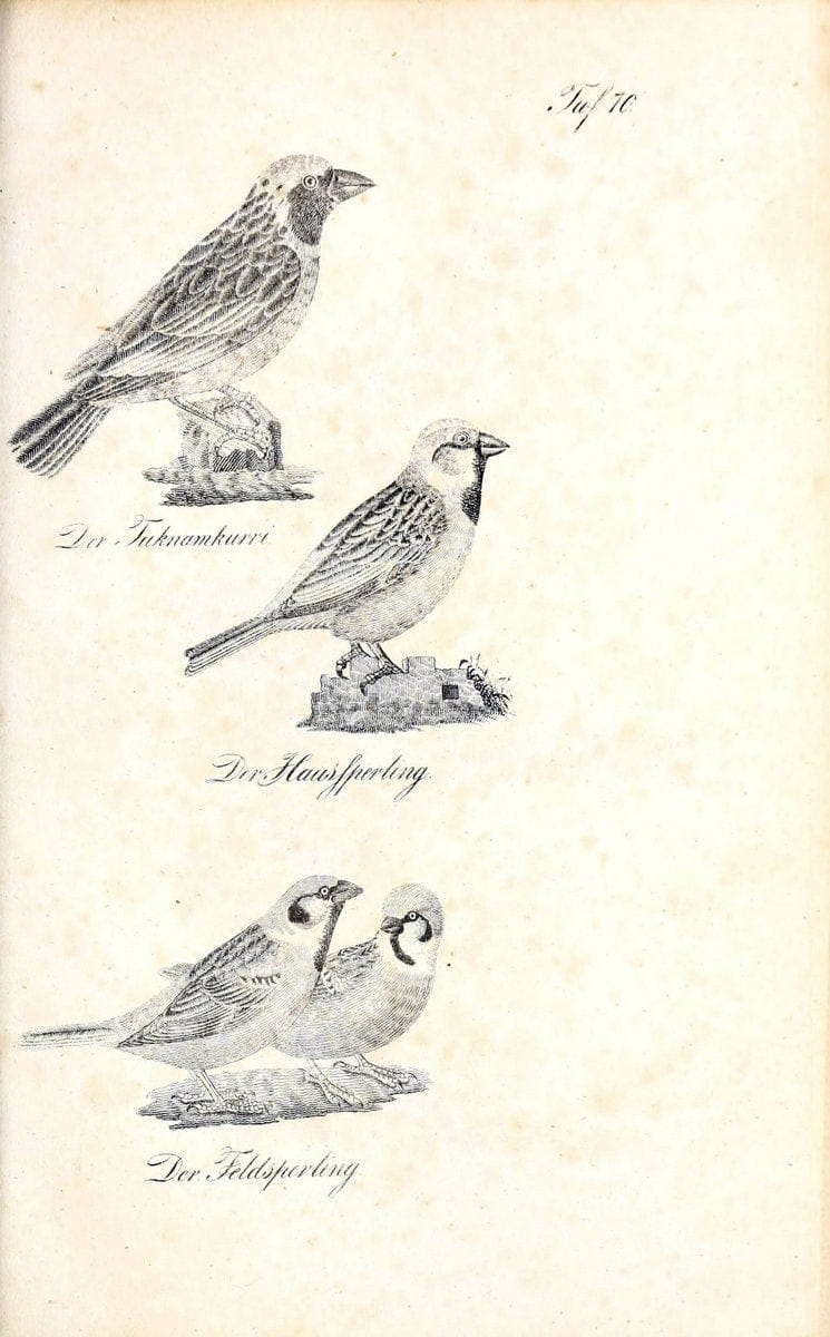 Die Naturgeschichte in getreuen Abbildungen und mit ausfuÃŒË†hrlicher Beschreibung derselben. Leipzig :bei Eduard Eisenach ;1835.  | Birds "Pictorial works"  | Vintage Print Reproduction 471951