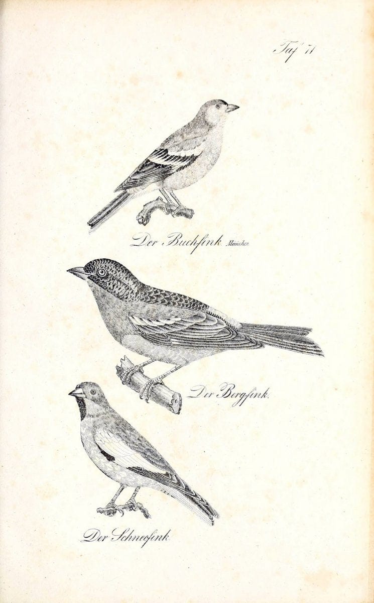 Die Naturgeschichte in getreuen Abbildungen und mit ausfuÃŒË†hrlicher Beschreibung derselben. Leipzig :bei Eduard Eisenach ;1835.  | Birds "Pictorial works"  | Vintage Print Reproduction 471952