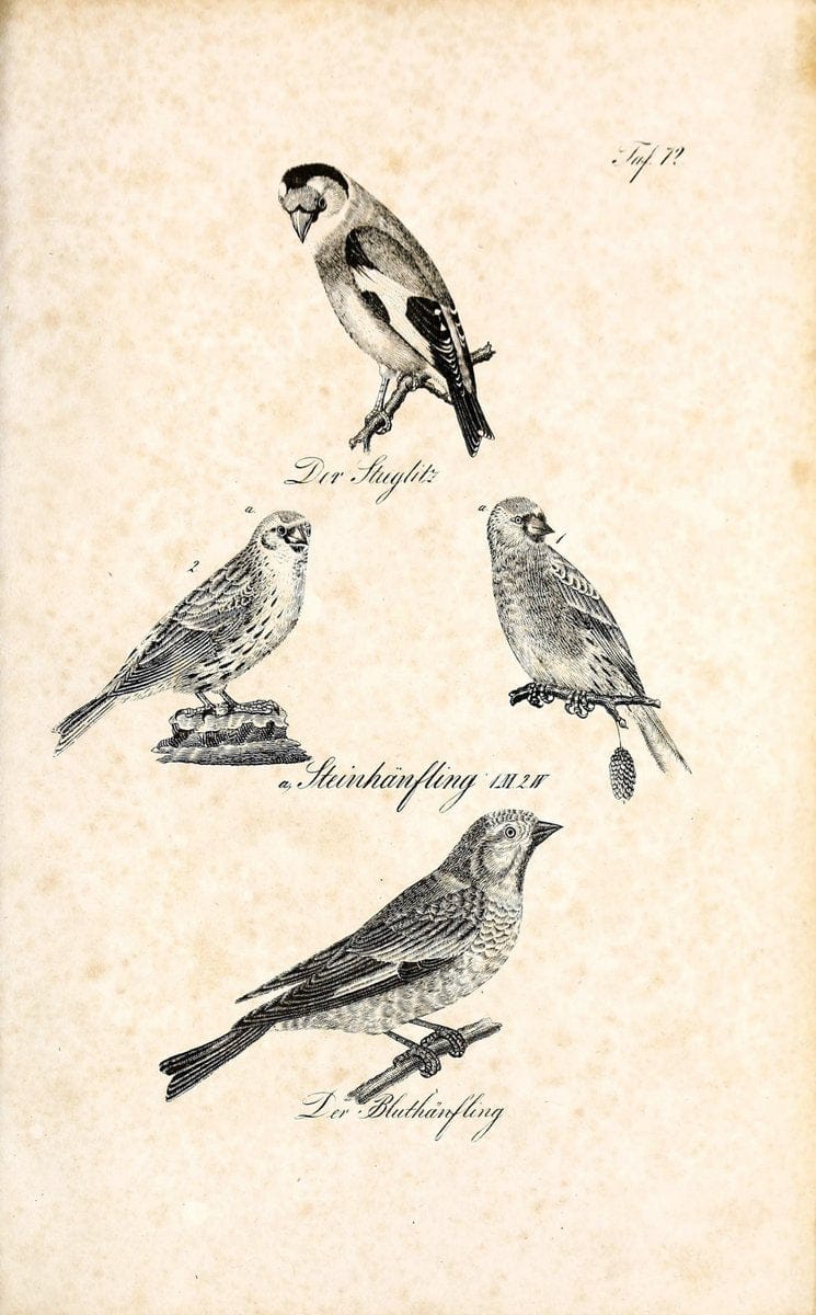 Die Naturgeschichte in getreuen Abbildungen und mit ausfuÃŒË†hrlicher Beschreibung derselben. Leipzig :bei Eduard Eisenach ;1835.  | Birds "Pictorial works"  | Vintage Print Reproduction 471953