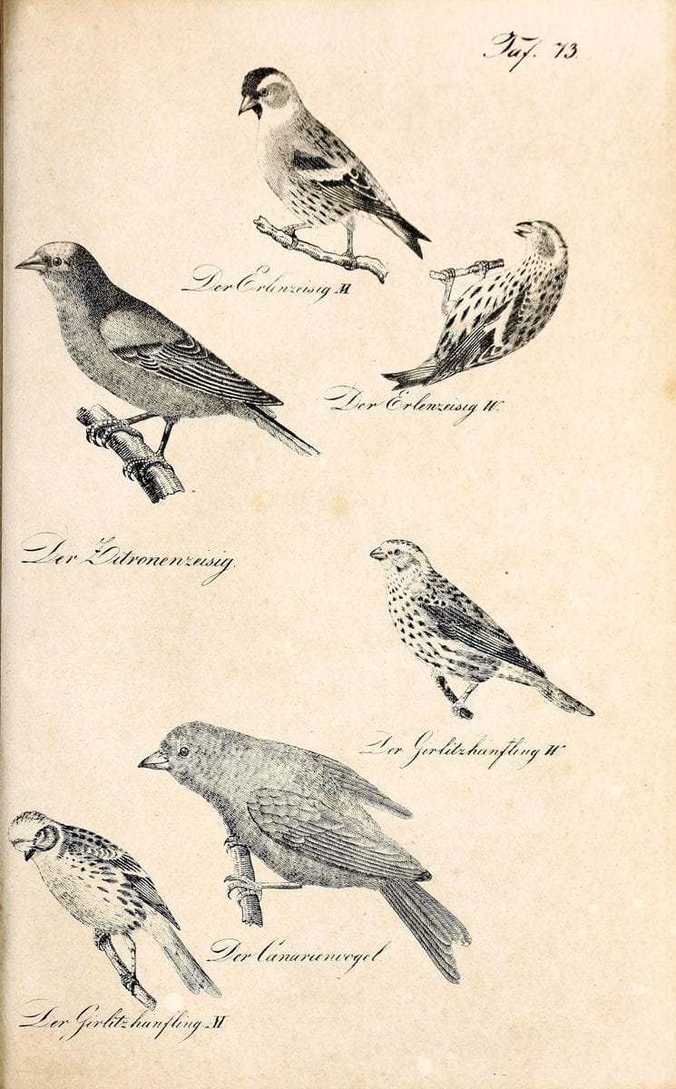 Die Naturgeschichte in getreuen Abbildungen und mit ausfuÃŒË†hrlicher Beschreibung derselben. Leipzig :bei Eduard Eisenach ;1835.  | Birds "Pictorial works"  | Vintage Print Reproduction 471954