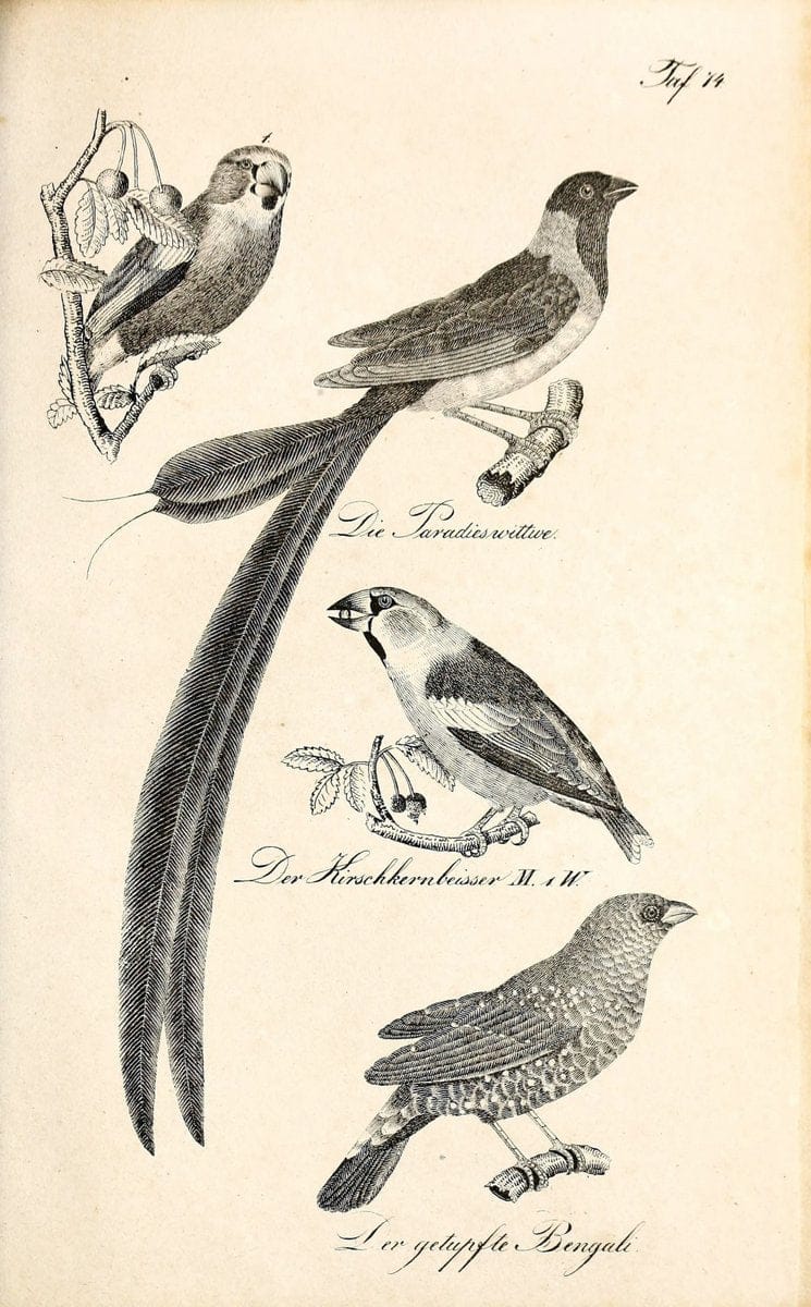 Die Naturgeschichte in getreuen Abbildungen und mit ausfuÃŒË†hrlicher Beschreibung derselben. Leipzig :bei Eduard Eisenach ;1835.  | Birds "Pictorial works"  | Vintage Print Reproduction 471955