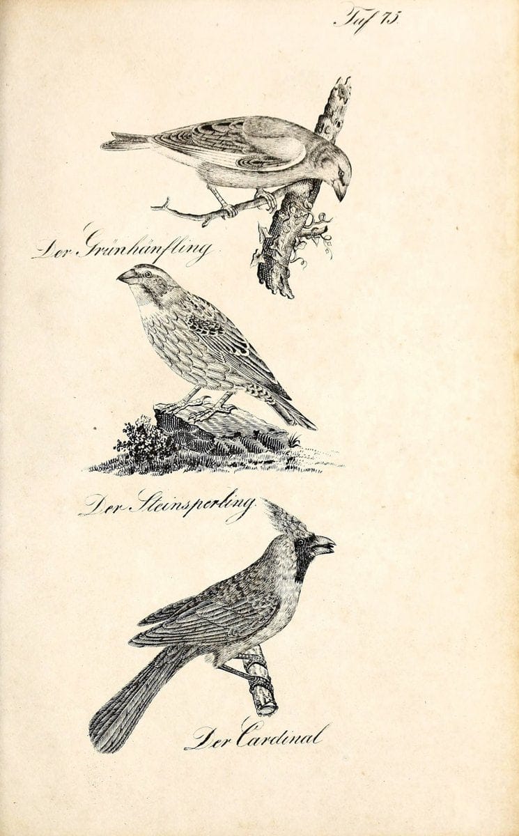 Die Naturgeschichte in getreuen Abbildungen und mit ausfuÃŒË†hrlicher Beschreibung derselben. Leipzig :bei Eduard Eisenach ;1835.  | Birds "Pictorial works"  | Vintage Print Reproduction 471956