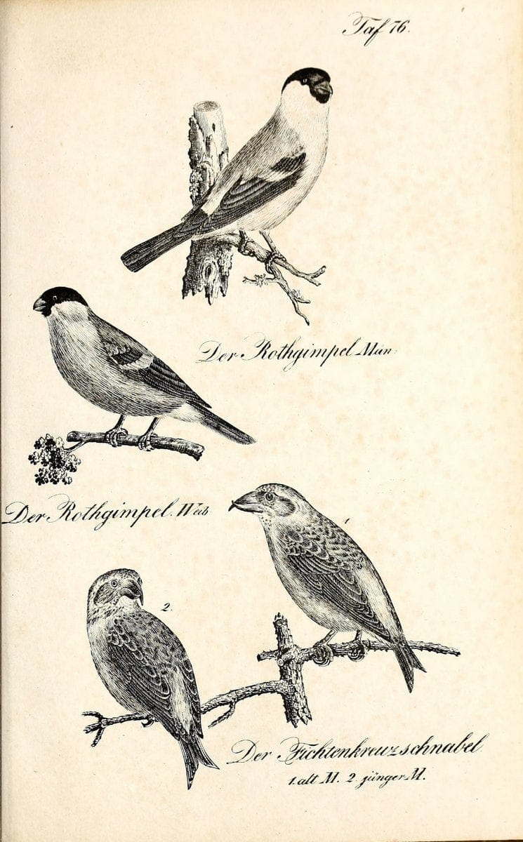 Die Naturgeschichte in getreuen Abbildungen und mit ausfuÃŒË†hrlicher Beschreibung derselben. Leipzig :bei Eduard Eisenach ;1835.  | Birds "Pictorial works"  | Vintage Print Reproduction 471957