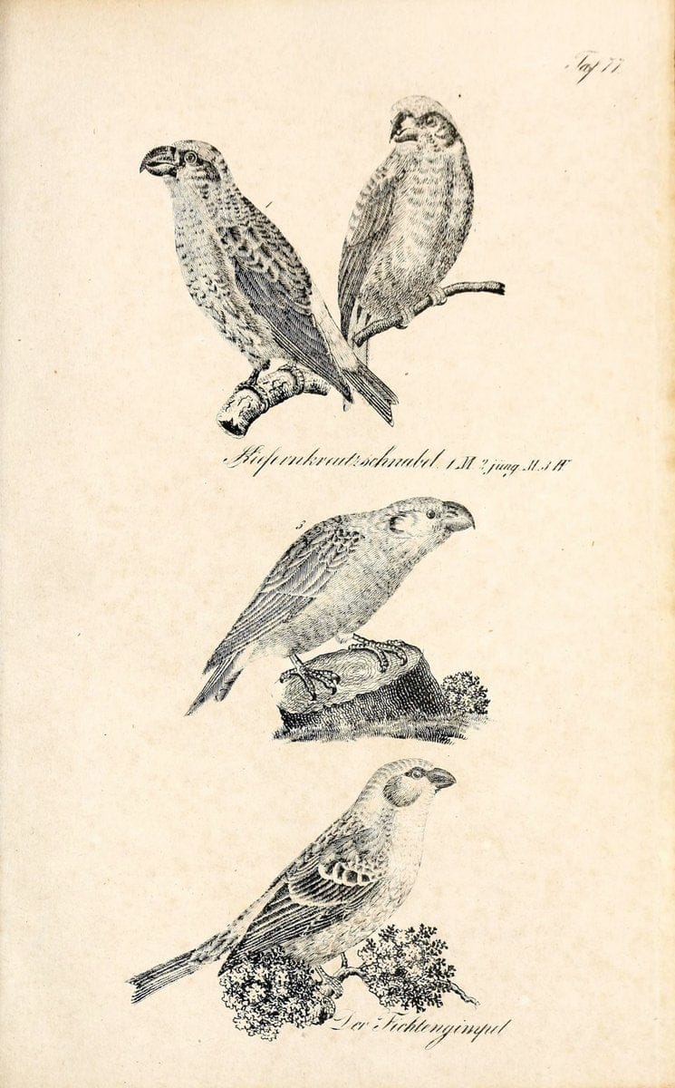 Die Naturgeschichte in getreuen Abbildungen und mit ausfuÃŒË†hrlicher Beschreibung derselben. Leipzig :bei Eduard Eisenach ;1835.  | Birds "Pictorial works"  | Vintage Print Reproduction 471958