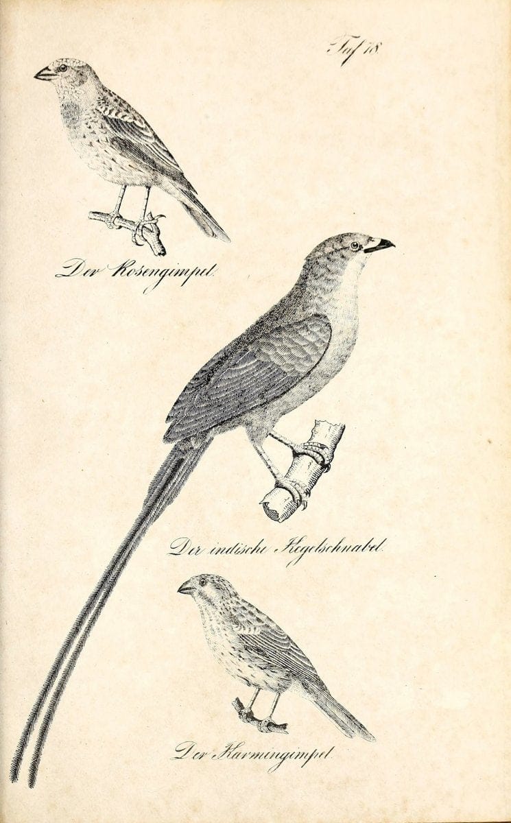 Die Naturgeschichte in getreuen Abbildungen und mit ausfuÃŒË†hrlicher Beschreibung derselben. Leipzig :bei Eduard Eisenach ;1835.  | Birds "Pictorial works"  | Vintage Print Reproduction 471959