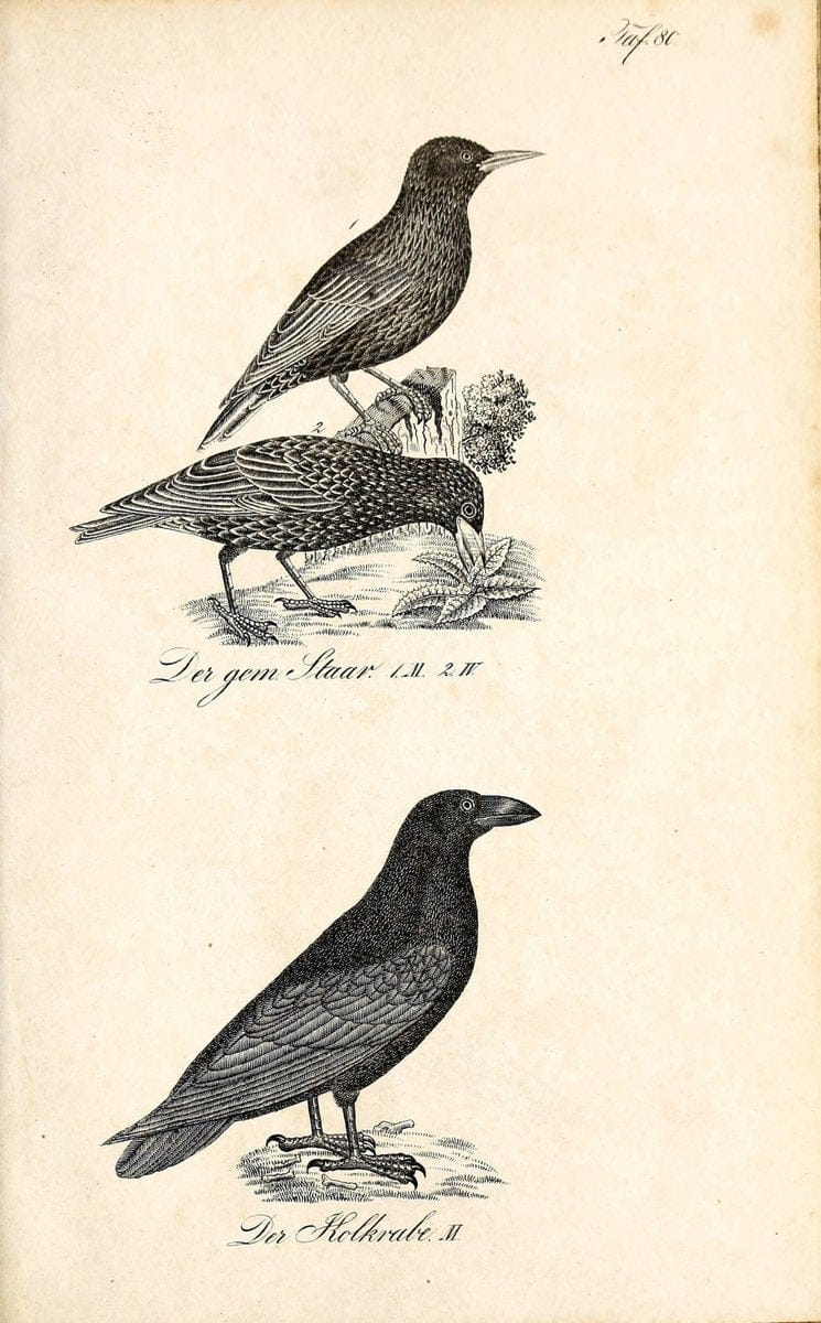 Die Naturgeschichte in getreuen Abbildungen und mit ausfuÃŒË†hrlicher Beschreibung derselben. Leipzig :bei Eduard Eisenach ;1835.  | Birds "Pictorial works"  | Vintage Print Reproduction 471961