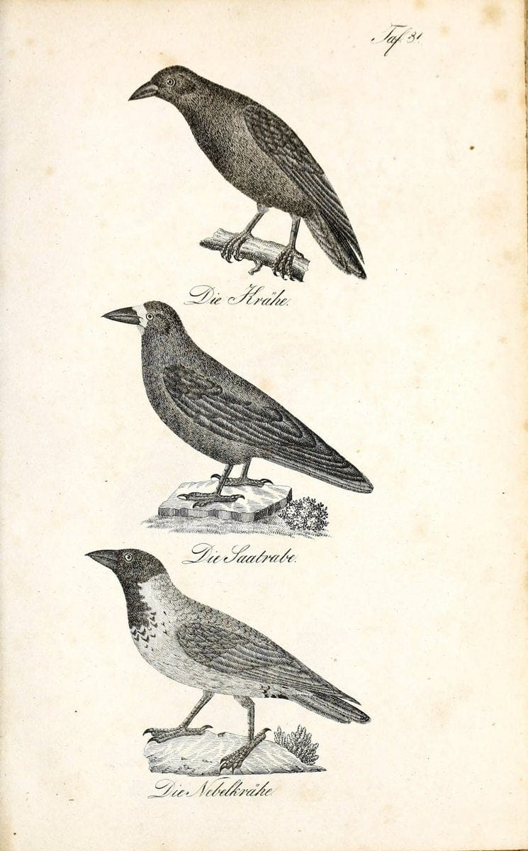 Die Naturgeschichte in getreuen Abbildungen und mit ausfuÃŒË†hrlicher Beschreibung derselben. Leipzig :bei Eduard Eisenach ;1835.  | Birds "Pictorial works"  | Vintage Print Reproduction 471962