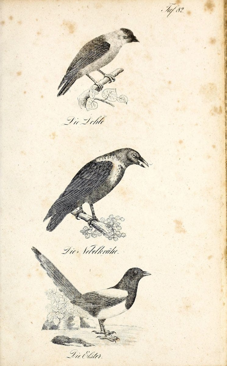 Die Naturgeschichte in getreuen Abbildungen und mit ausfuÃŒË†hrlicher Beschreibung derselben. Leipzig :bei Eduard Eisenach ;1835.  | Birds "Pictorial works"  | Vintage Print Reproduction 471963