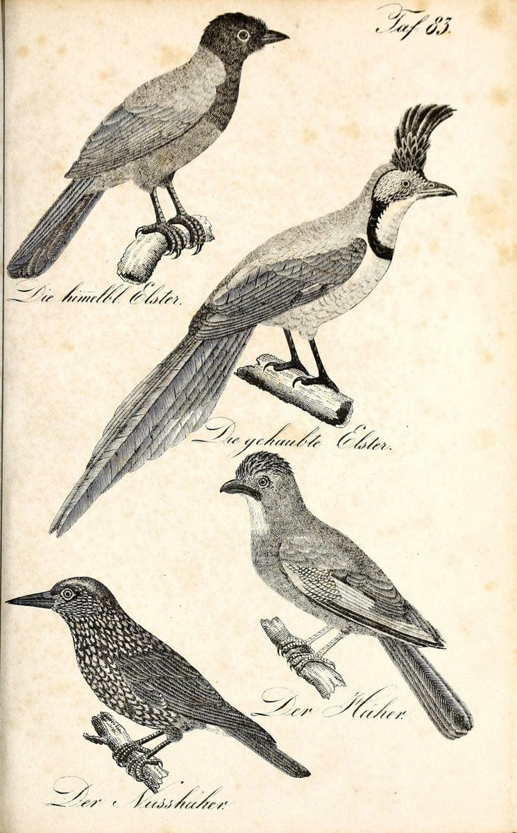 Die Naturgeschichte in getreuen Abbildungen und mit ausfuÃŒË†hrlicher Beschreibung derselben. Leipzig :bei Eduard Eisenach ;1835.  | Birds "Pictorial works"  | Vintage Print Reproduction 471964