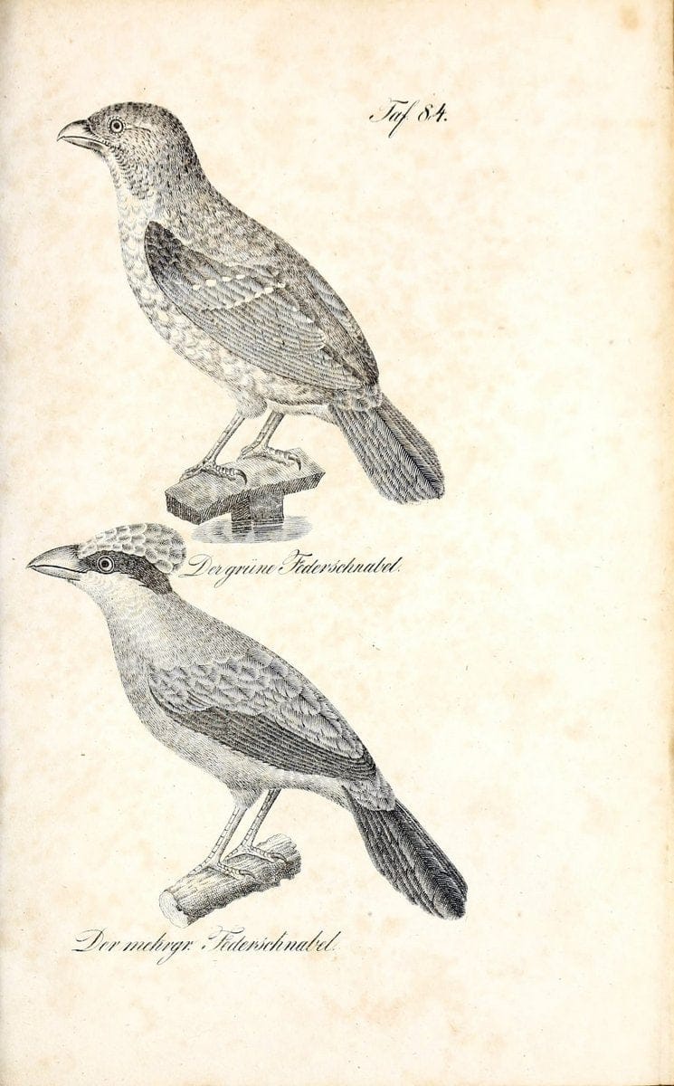 Die Naturgeschichte in getreuen Abbildungen und mit ausfuÃŒË†hrlicher Beschreibung derselben. Leipzig :bei Eduard Eisenach ;1835.  | Birds "Pictorial works"  | Vintage Print Reproduction 471965