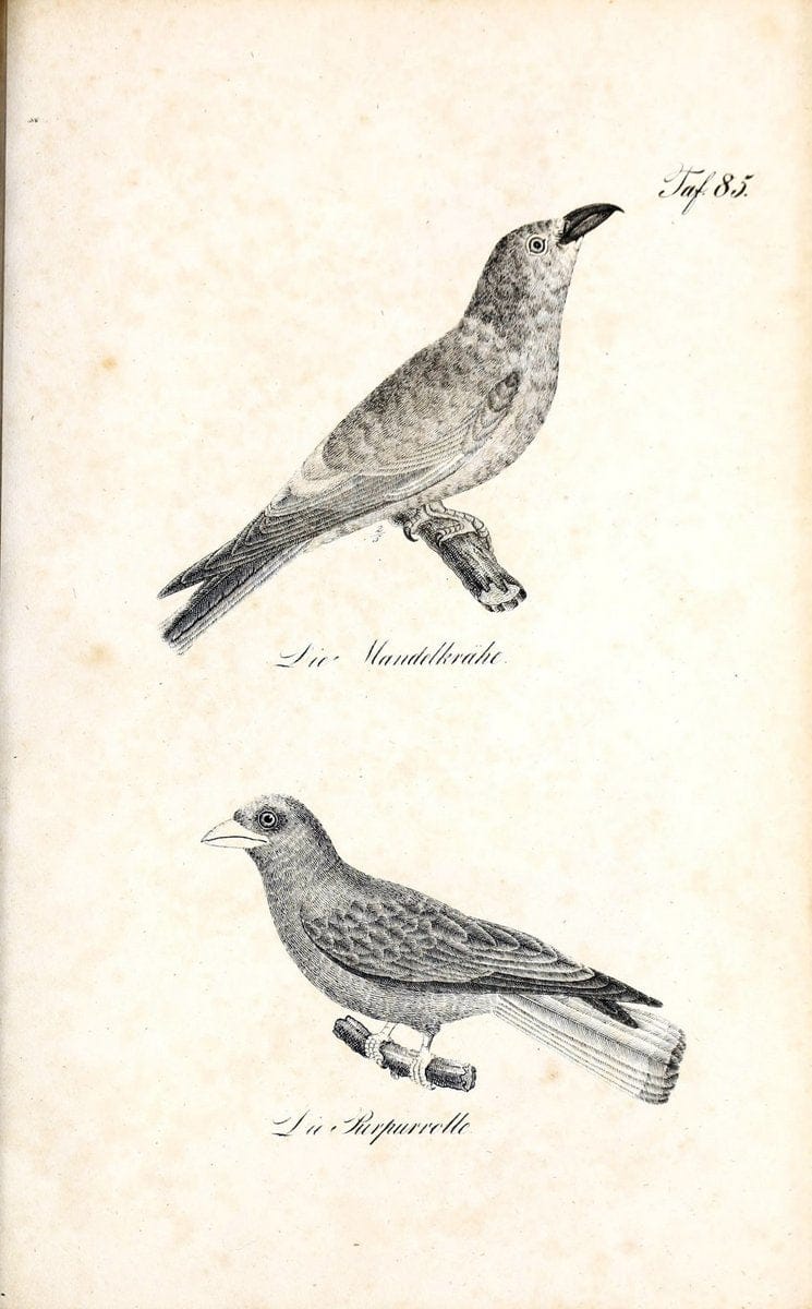 Die Naturgeschichte in getreuen Abbildungen und mit ausfuÃŒË†hrlicher Beschreibung derselben. Leipzig :bei Eduard Eisenach ;1835.  | Birds "Pictorial works"  | Vintage Print Reproduction 471966