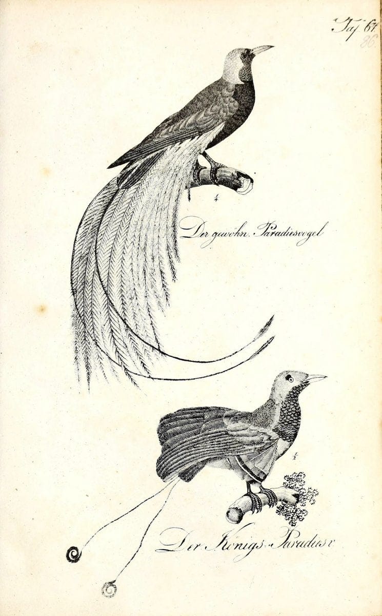 Die Naturgeschichte in getreuen Abbildungen und mit ausfuÃŒË†hrlicher Beschreibung derselben. Leipzig :bei Eduard Eisenach ;1835.  | Birds "Pictorial works"  | Vintage Print Reproduction 471967