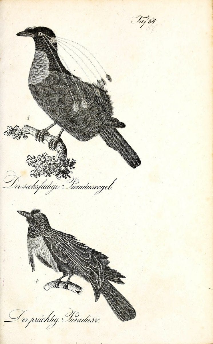 Die Naturgeschichte in getreuen Abbildungen und mit ausfuÃŒË†hrlicher Beschreibung derselben. Leipzig :bei Eduard Eisenach ;1835.  | Birds "Pictorial works"  | Vintage Print Reproduction 471968