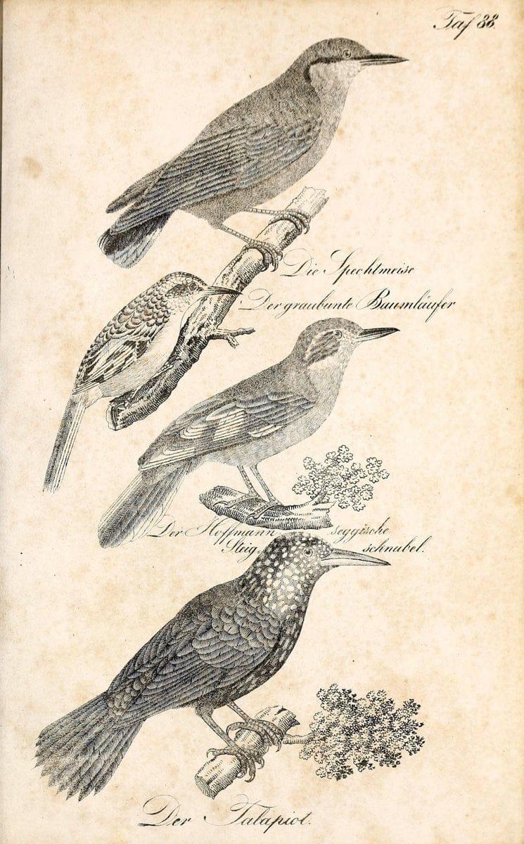 Die Naturgeschichte in getreuen Abbildungen und mit ausfuÃŒË†hrlicher Beschreibung derselben. Leipzig :bei Eduard Eisenach ;1835.  | Birds "Pictorial works"  | Vintage Print Reproduction 471969