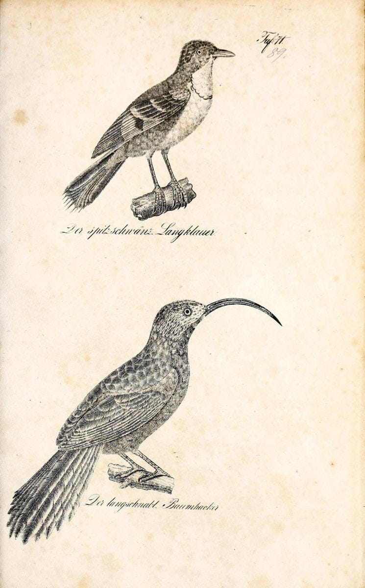 Die Naturgeschichte in getreuen Abbildungen und mit ausfuÃŒË†hrlicher Beschreibung derselben. Leipzig :bei Eduard Eisenach ;1835.  | Birds "Pictorial works"  | Vintage Print Reproduction 471970