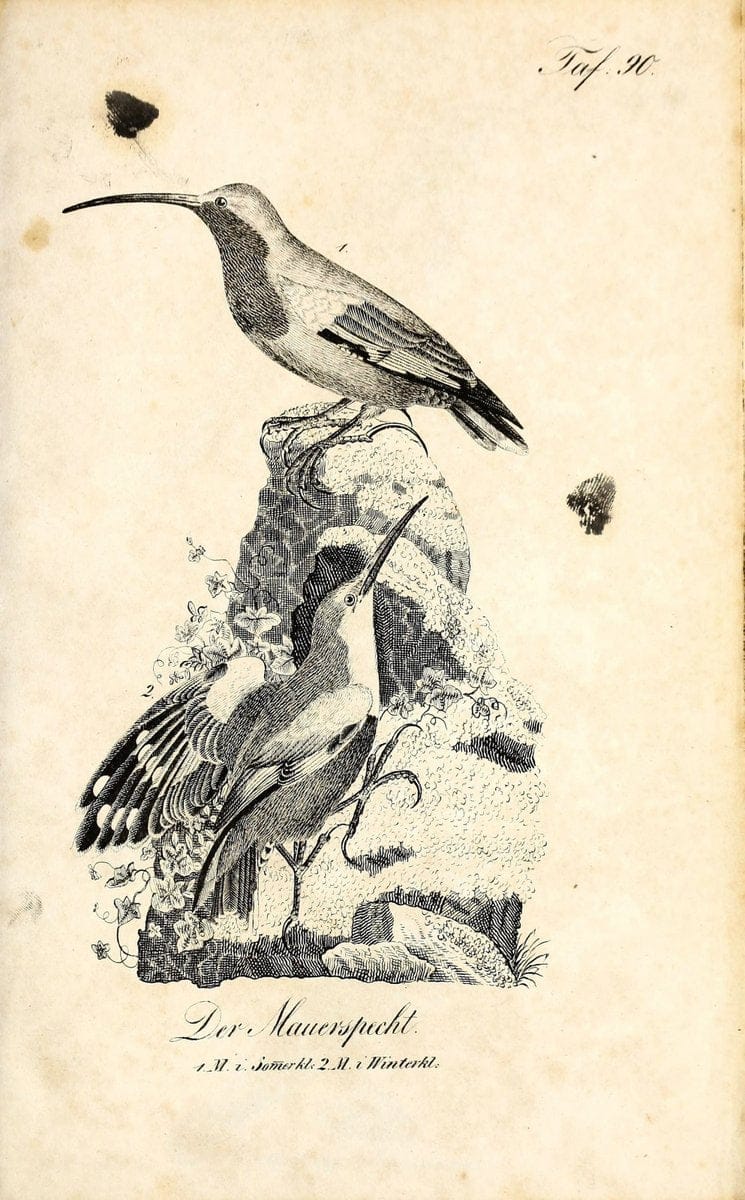 Die Naturgeschichte in getreuen Abbildungen und mit ausfuÃŒË†hrlicher Beschreibung derselben. Leipzig :bei Eduard Eisenach ;1835.  | Birds "Pictorial works"  | Vintage Print Reproduction 471971