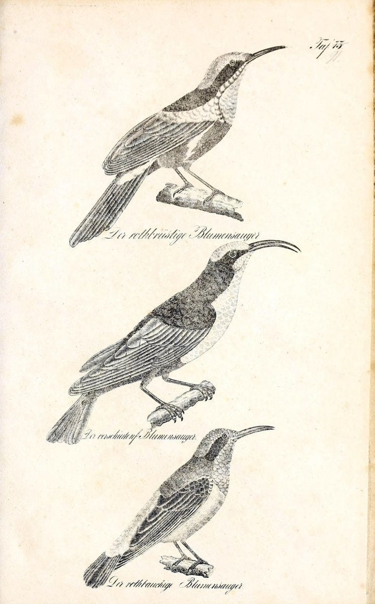 Die Naturgeschichte in getreuen Abbildungen und mit ausfuÃŒË†hrlicher Beschreibung derselben. Leipzig :bei Eduard Eisenach ;1835.  | Birds "Pictorial works"  | Vintage Print Reproduction 471972