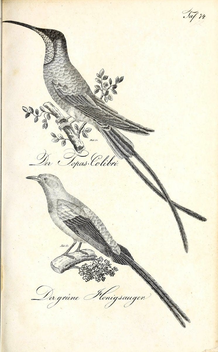 Die Naturgeschichte in getreuen Abbildungen und mit ausfuÃŒË†hrlicher Beschreibung derselben. Leipzig :bei Eduard Eisenach ;1835.  | Birds "Pictorial works"  | Vintage Print Reproduction 471973