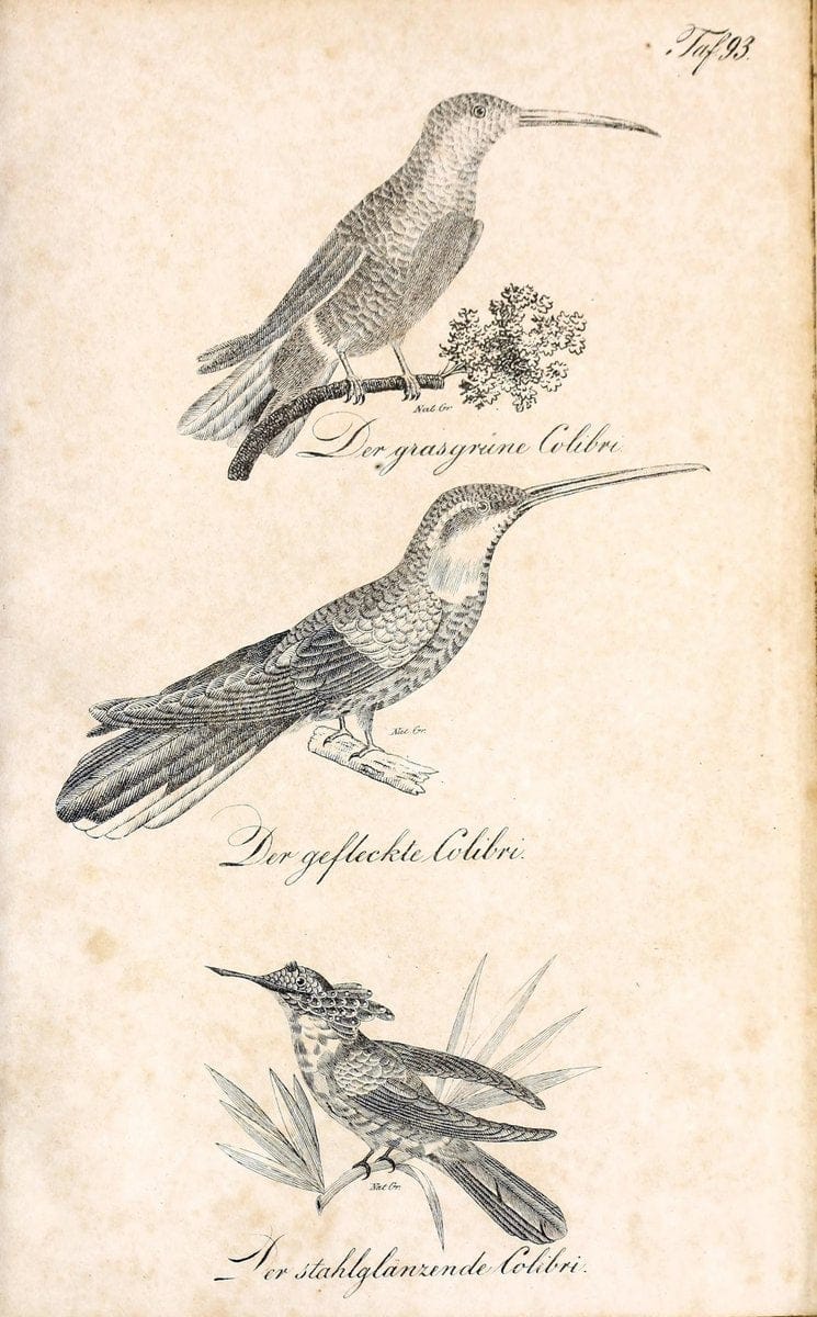 Die Naturgeschichte in getreuen Abbildungen und mit ausfuÃŒË†hrlicher Beschreibung derselben. Leipzig :bei Eduard Eisenach ;1835.  | Birds "Pictorial works"  | Vintage Print Reproduction 471974