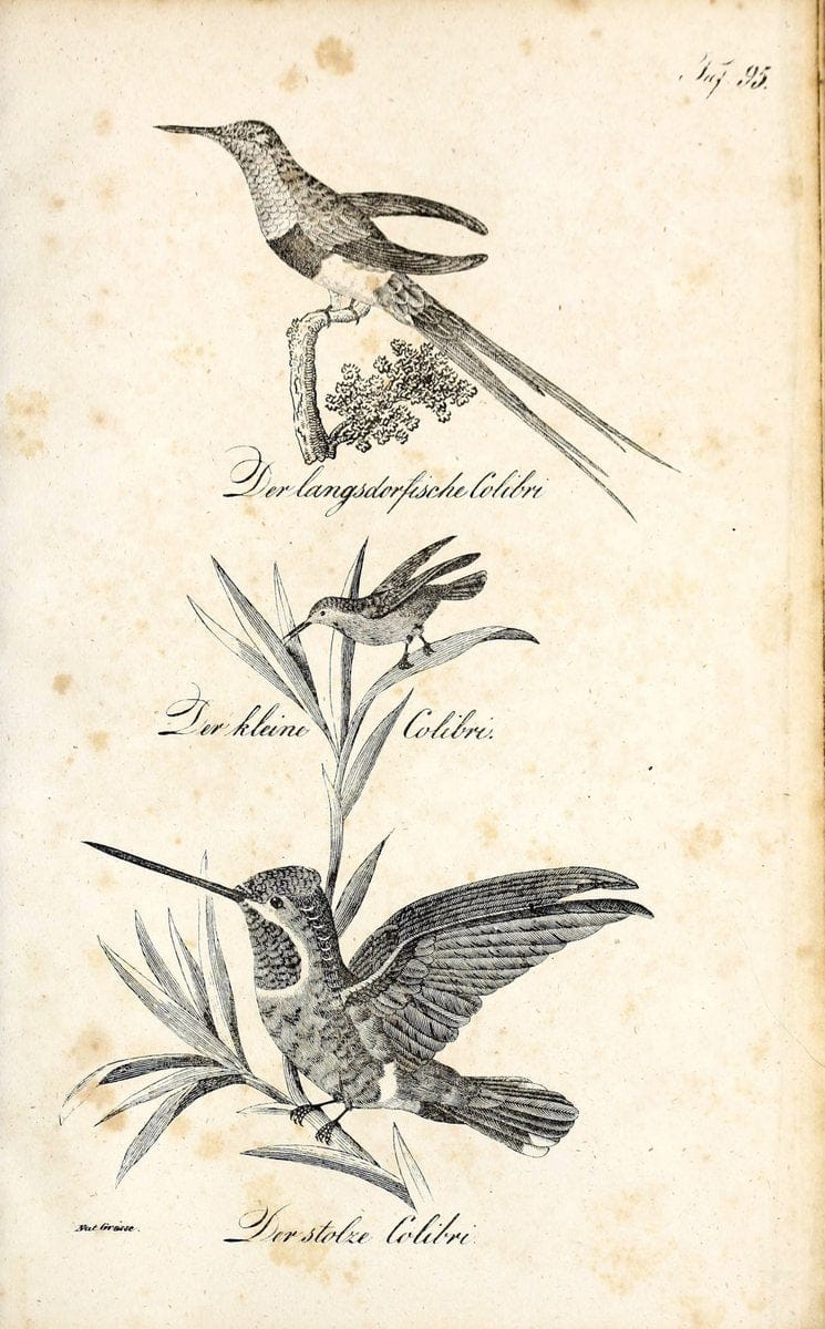 Die Naturgeschichte in getreuen Abbildungen und mit ausfuÃŒË†hrlicher Beschreibung derselben. Leipzig :bei Eduard Eisenach ;1835.  | Birds "Pictorial works"  | Vintage Print Reproduction 471976