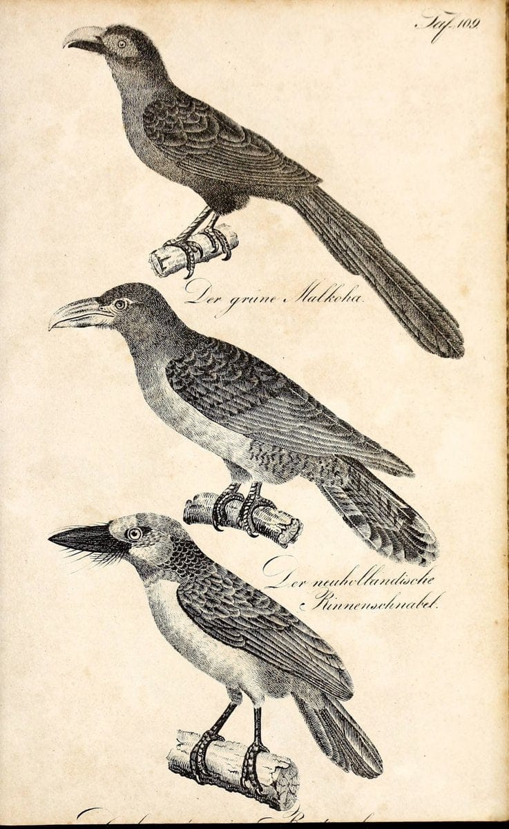 Die Naturgeschichte in getreuen Abbildungen und mit ausfuÃŒË†hrlicher Beschreibung derselben. Leipzig :bei Eduard Eisenach ;1835.  | Birds "Pictorial works"  | Vintage Print Reproduction 471990