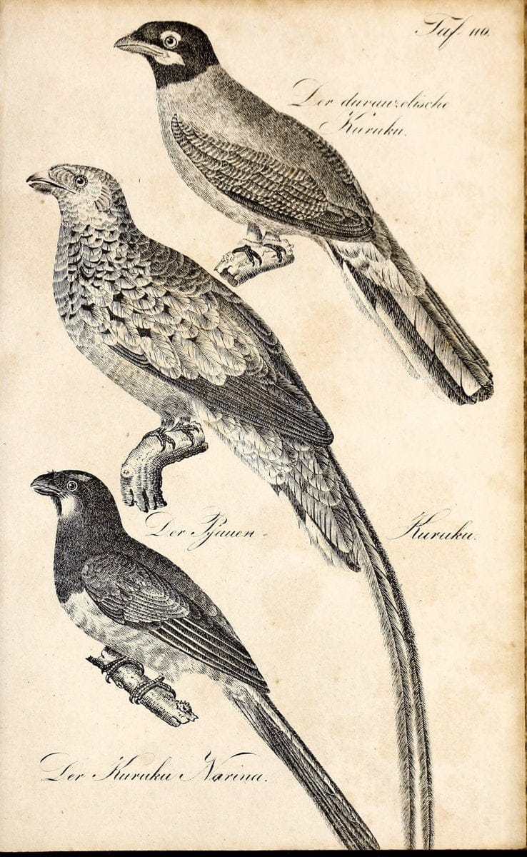 Die Naturgeschichte in getreuen Abbildungen und mit ausfuÃŒË†hrlicher Beschreibung derselben. Leipzig :bei Eduard Eisenach ;1835.  | Birds "Pictorial works"  | Vintage Print Reproduction 471991