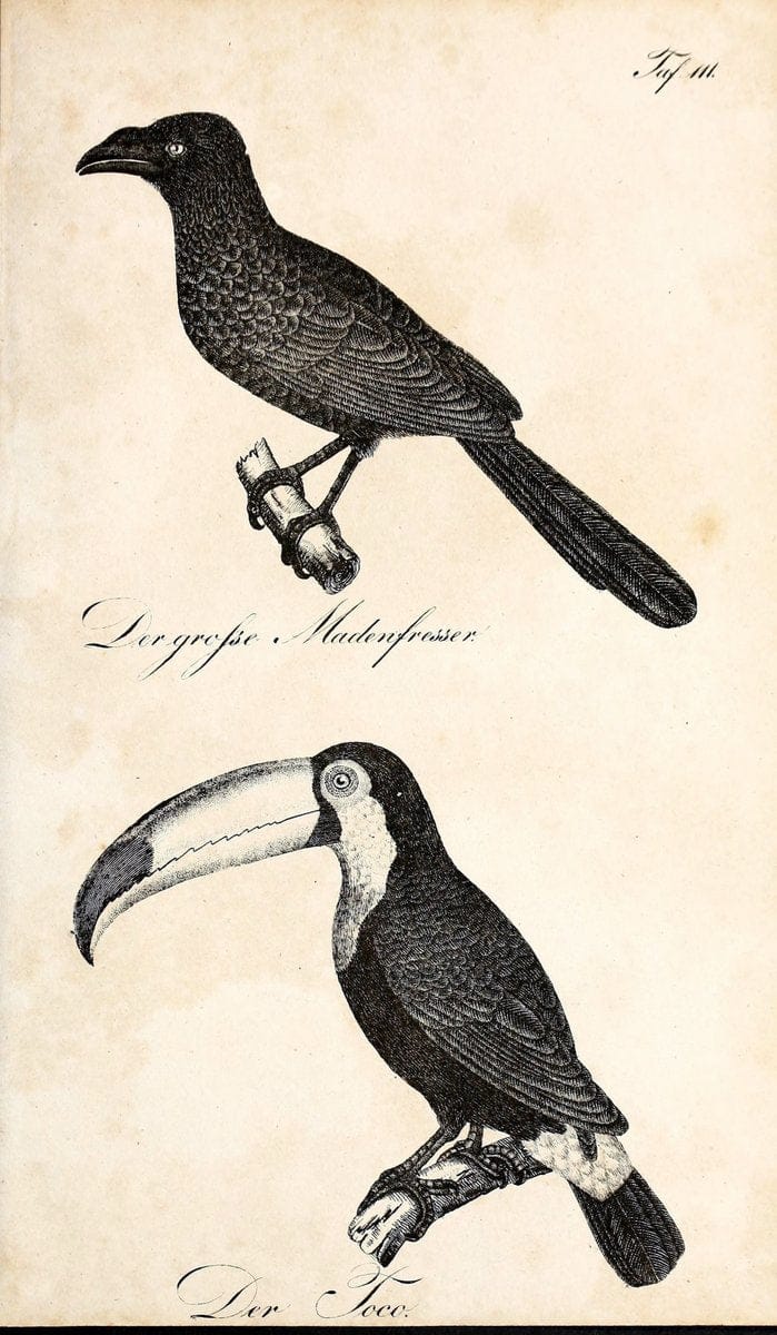 Die Naturgeschichte in getreuen Abbildungen und mit ausfuÃŒË†hrlicher Beschreibung derselben. Leipzig :bei Eduard Eisenach ;1835.  | Birds "Pictorial works"  | Vintage Print Reproduction 471992