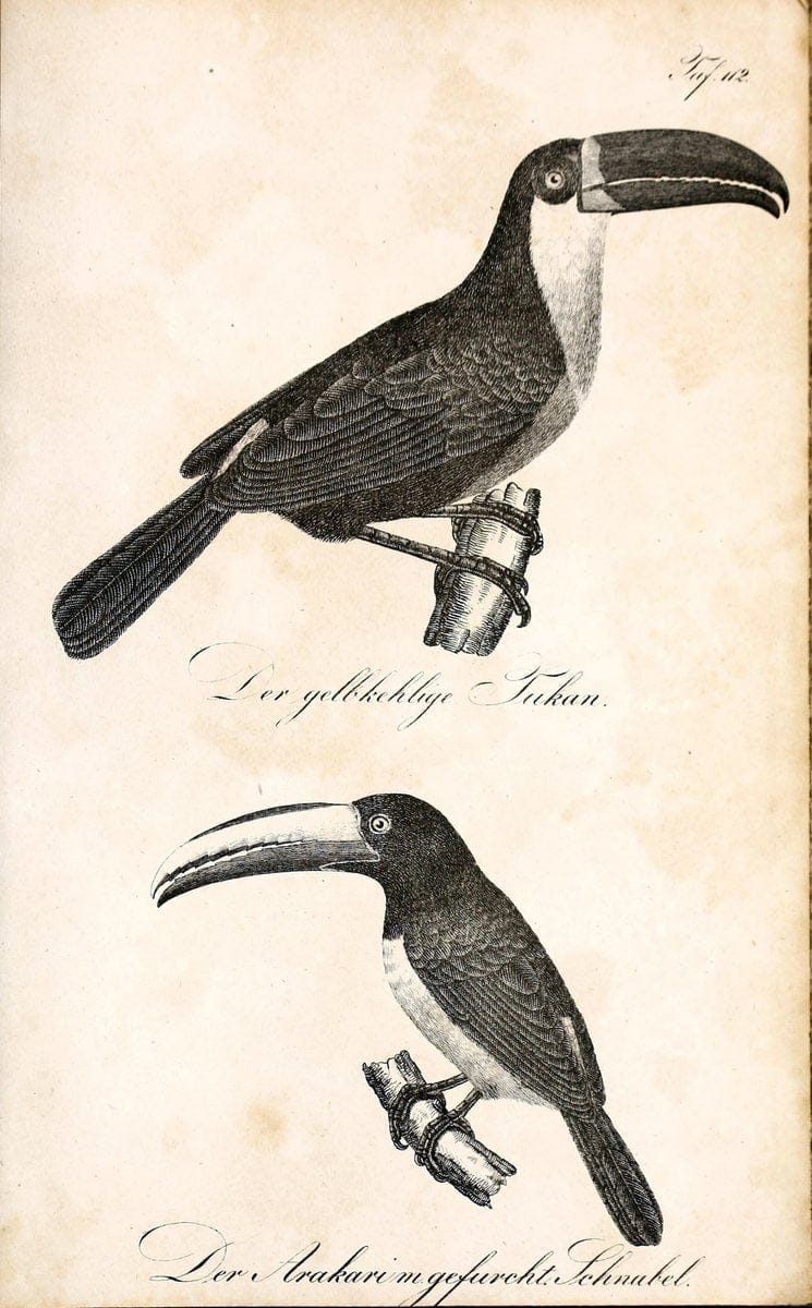 Die Naturgeschichte in getreuen Abbildungen und mit ausfuÃŒË†hrlicher Beschreibung derselben. Leipzig :bei Eduard Eisenach ;1835.  | Birds "Pictorial works"  | Vintage Print Reproduction 471993