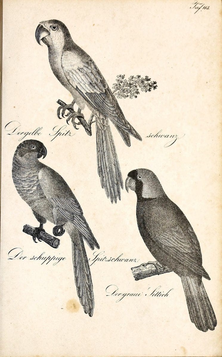 Die Naturgeschichte in getreuen Abbildungen und mit ausfuÃŒË†hrlicher Beschreibung derselben. Leipzig :bei Eduard Eisenach ;1835.  | Birds "Pictorial works"  | Vintage Print Reproduction 471994