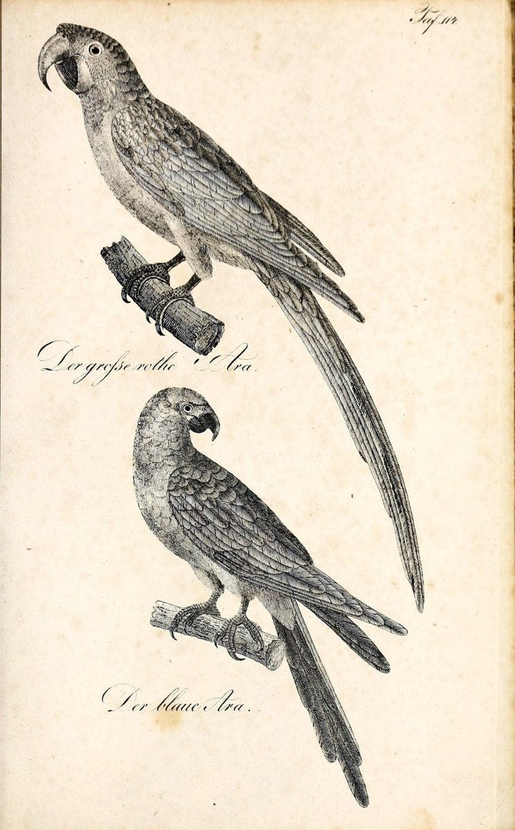 Die Naturgeschichte in getreuen Abbildungen und mit ausfuÃŒË†hrlicher Beschreibung derselben. Leipzig :bei Eduard Eisenach ;1835.  | Birds "Pictorial works"  | Vintage Print Reproduction 471995