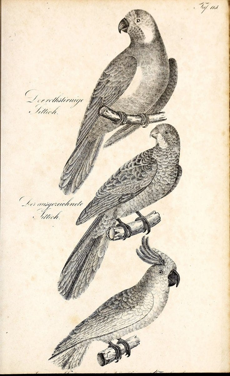 Die Naturgeschichte in getreuen Abbildungen und mit ausfuÃŒË†hrlicher Beschreibung derselben. Leipzig :bei Eduard Eisenach ;1835.  | Birds "Pictorial works"  | Vintage Print Reproduction 471996