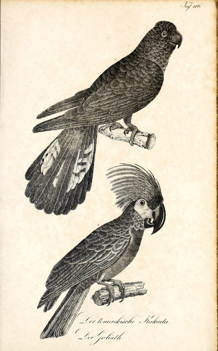 Die Naturgeschichte in getreuen Abbildungen und mit ausfuÃŒË†hrlicher Beschreibung derselben. Leipzig :bei Eduard Eisenach ;1835.  | Birds "Pictorial works"  | Vintage Print Reproduction 471997