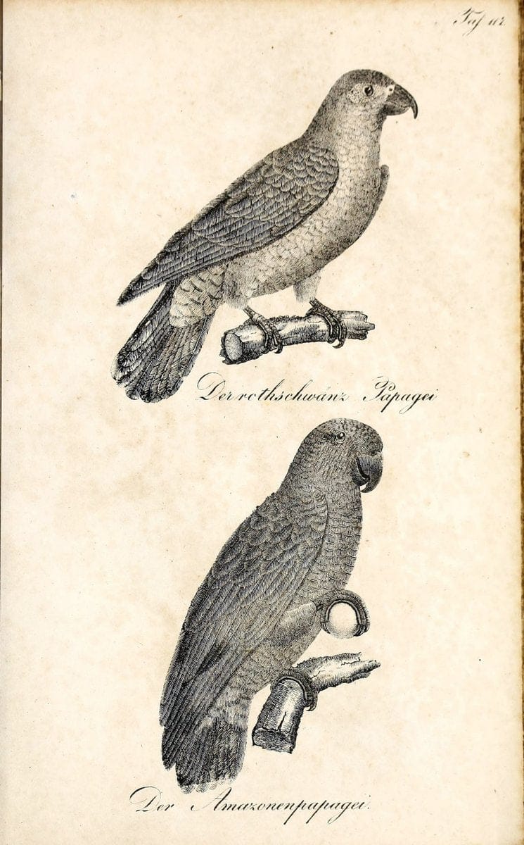 Die Naturgeschichte in getreuen Abbildungen und mit ausfuÃŒË†hrlicher Beschreibung derselben. Leipzig :bei Eduard Eisenach ;1835.  | Birds "Pictorial works"  | Vintage Print Reproduction 471998