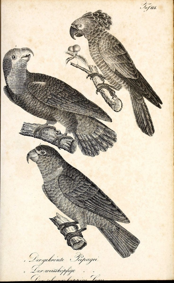 Die Naturgeschichte in getreuen Abbildungen und mit ausfuÃŒË†hrlicher Beschreibung derselben. Leipzig :bei Eduard Eisenach ;1835.  | Birds "Pictorial works"  | Vintage Print Reproduction 471999