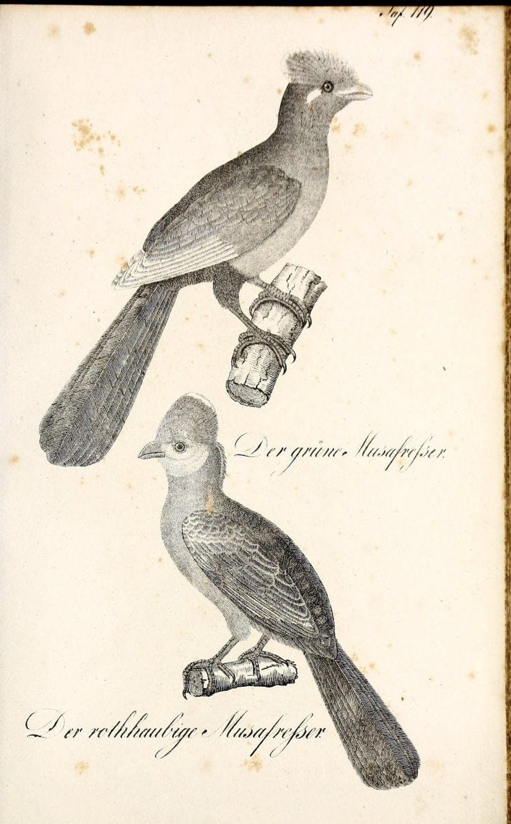 Die Naturgeschichte in getreuen Abbildungen und mit ausfuÃŒË†hrlicher Beschreibung derselben. Leipzig :bei Eduard Eisenach ;1835.  | Birds "Pictorial works"  | Vintage Print Reproduction 472000