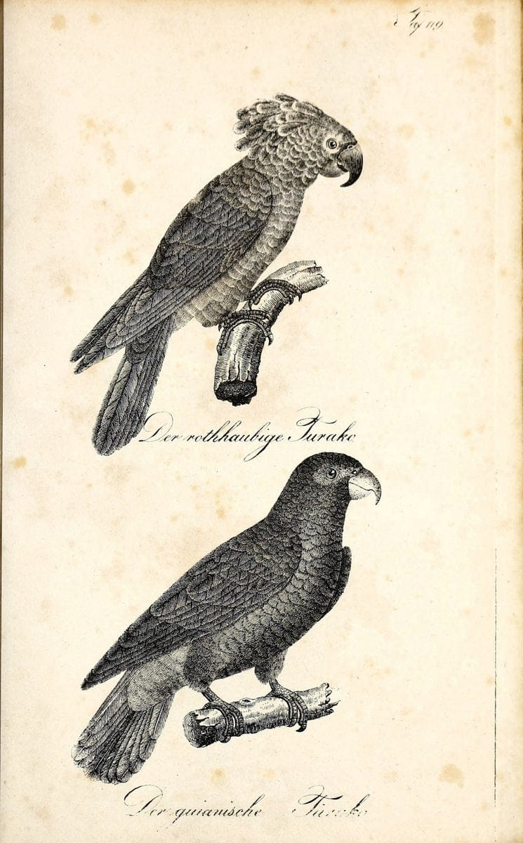 Die Naturgeschichte in getreuen Abbildungen und mit ausfuÃŒË†hrlicher Beschreibung derselben. Leipzig :bei Eduard Eisenach ;1835.  | Birds "Pictorial works"  | Vintage Print Reproduction 472001