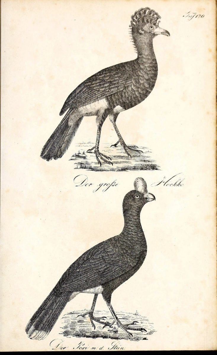 Die Naturgeschichte in getreuen Abbildungen und mit ausfuÃŒË†hrlicher Beschreibung derselben. Leipzig :bei Eduard Eisenach ;1835.  | Birds "Pictorial works"  | Vintage Print Reproduction 472002