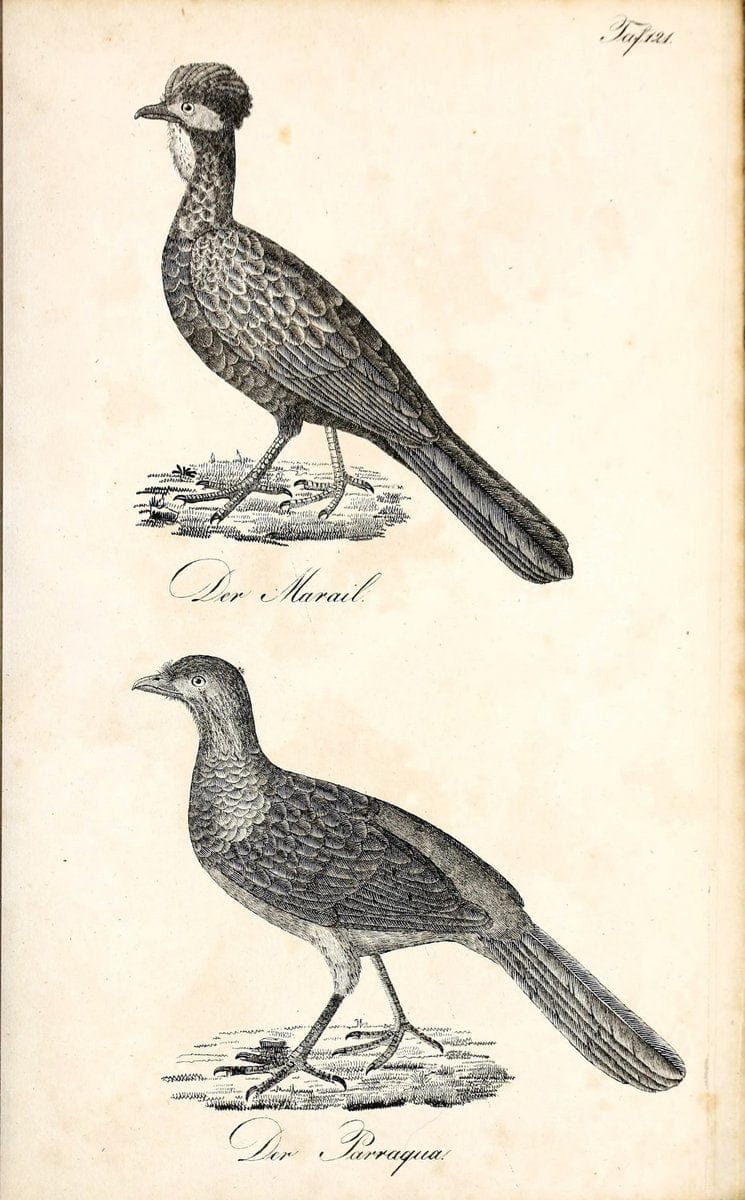 Die Naturgeschichte in getreuen Abbildungen und mit ausfuÃŒË†hrlicher Beschreibung derselben. Leipzig :bei Eduard Eisenach ;1835.  | Birds "Pictorial works"  | Vintage Print Reproduction 472003