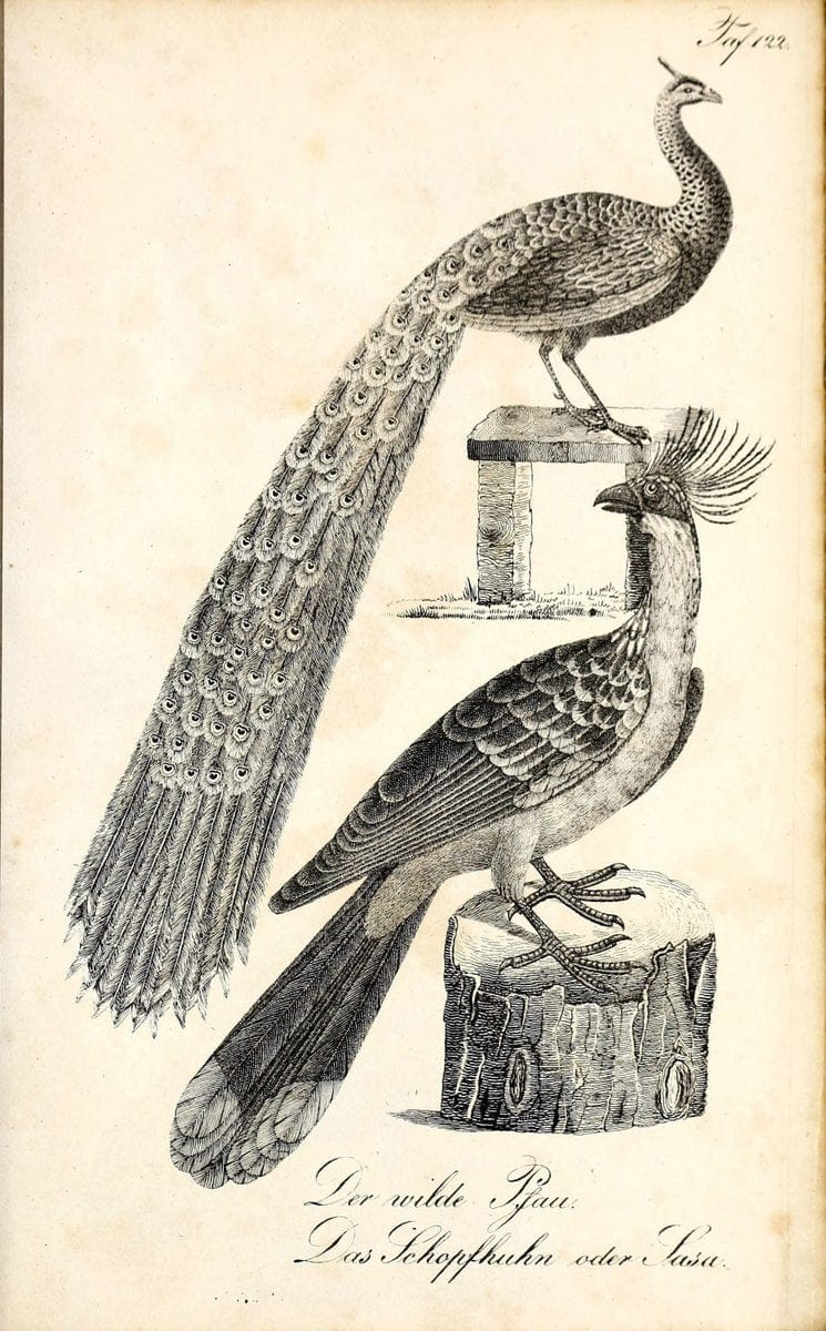 Die Naturgeschichte in getreuen Abbildungen und mit ausfuÃŒË†hrlicher Beschreibung derselben. Leipzig :bei Eduard Eisenach ;1835.  | Birds "Pictorial works"  | Vintage Print Reproduction 472004