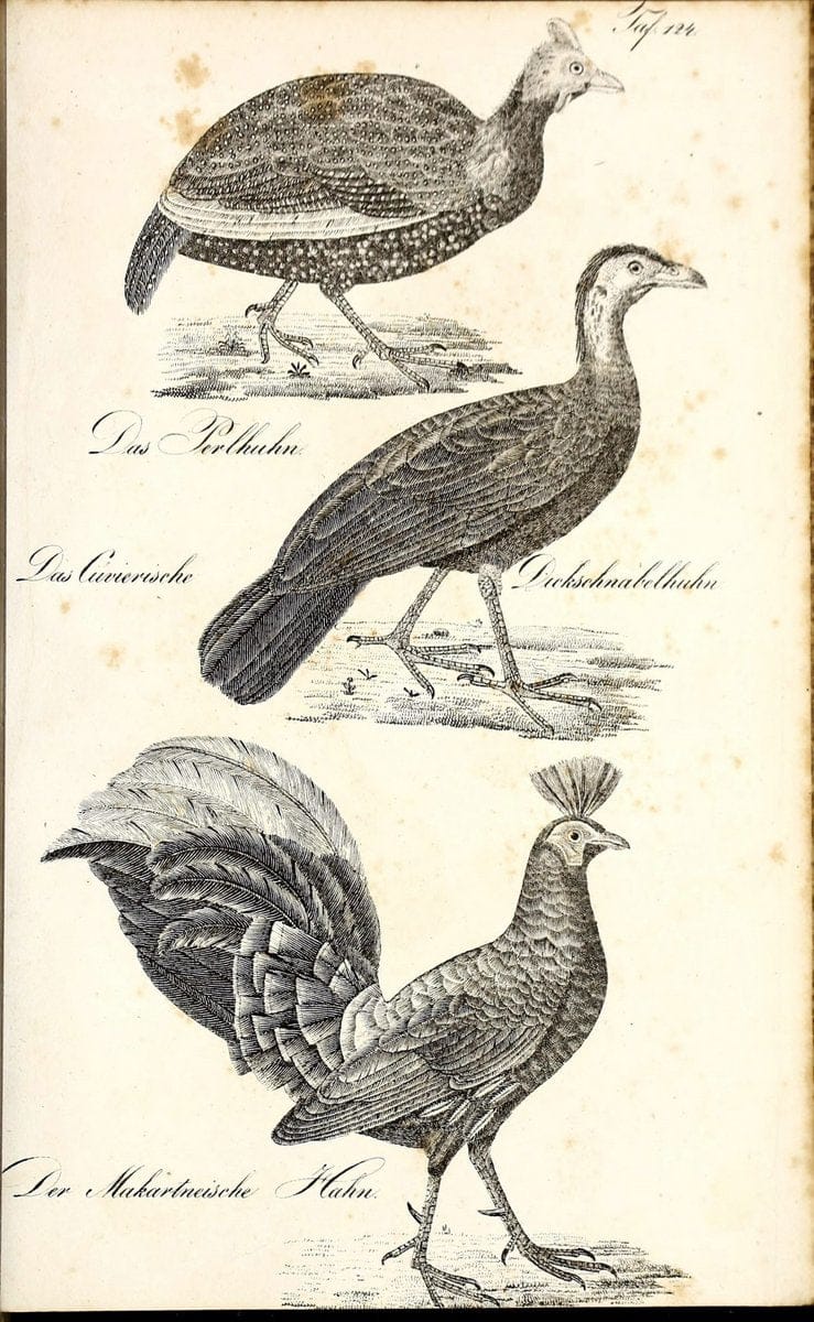 Die Naturgeschichte in getreuen Abbildungen und mit ausfuÃŒË†hrlicher Beschreibung derselben. Leipzig :bei Eduard Eisenach ;1835.  | Birds "Pictorial works"  | Vintage Print Reproduction 472006