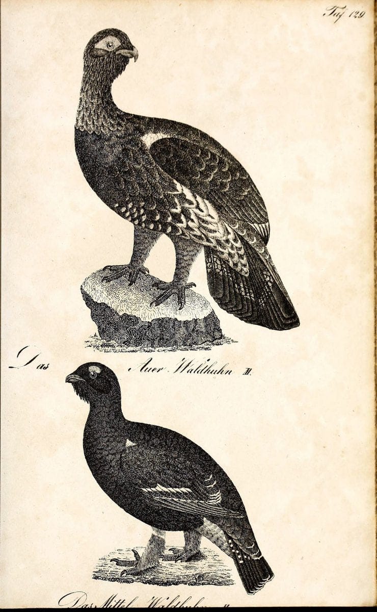 Die Naturgeschichte in getreuen Abbildungen und mit ausfuÃŒË†hrlicher Beschreibung derselben. Leipzig :bei Eduard Eisenach ;1835.  | Birds "Pictorial works"  | Vintage Print Reproduction 472011