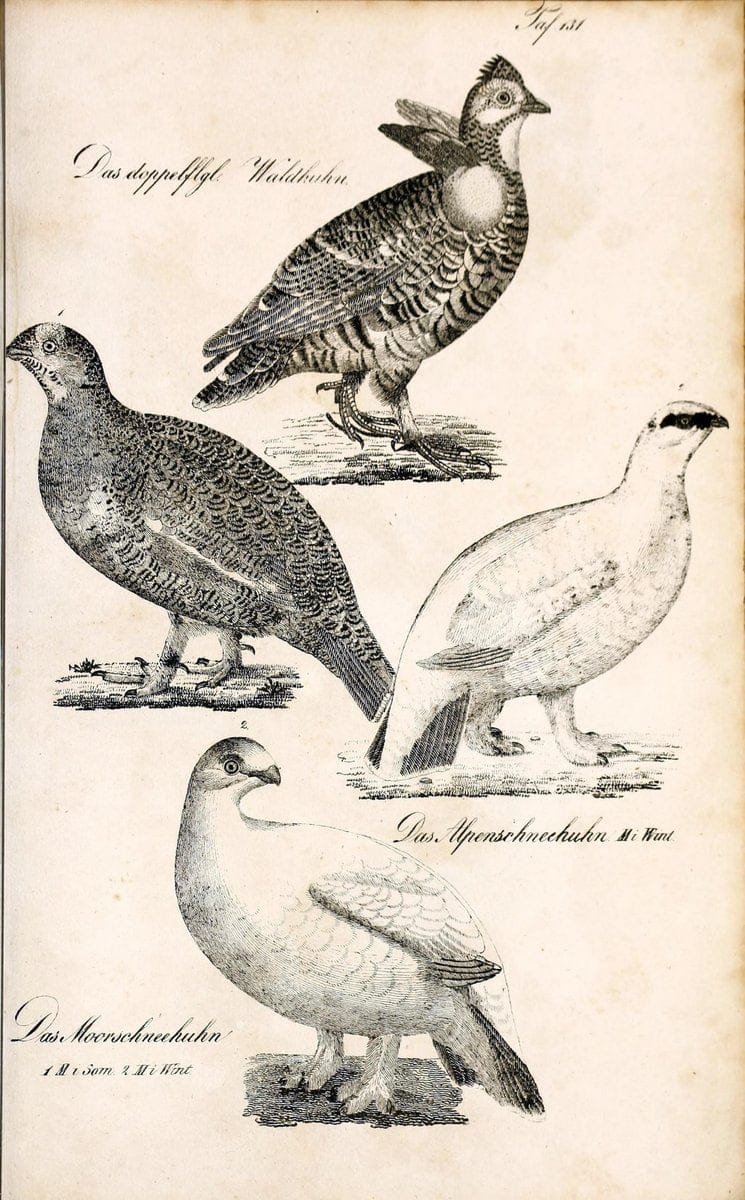 Die Naturgeschichte in getreuen Abbildungen und mit ausfuÃŒË†hrlicher Beschreibung derselben. Leipzig :bei Eduard Eisenach ;1835.  | Birds "Pictorial works"  | Vintage Print Reproduction 472013