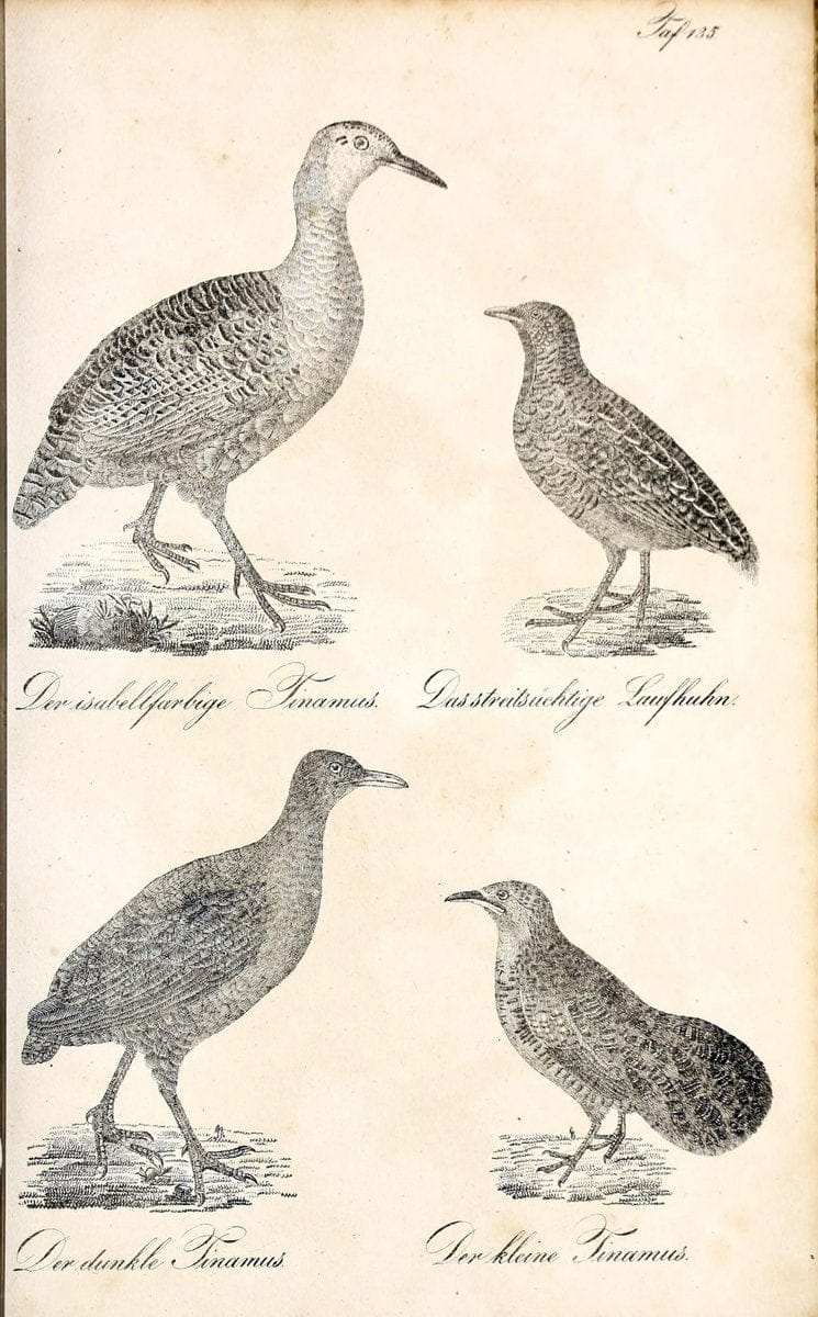 Die Naturgeschichte in getreuen Abbildungen und mit ausfuÃŒË†hrlicher Beschreibung derselben. Leipzig :bei Eduard Eisenach ;1835.  | Birds "Pictorial works"  | Vintage Print Reproduction 472017