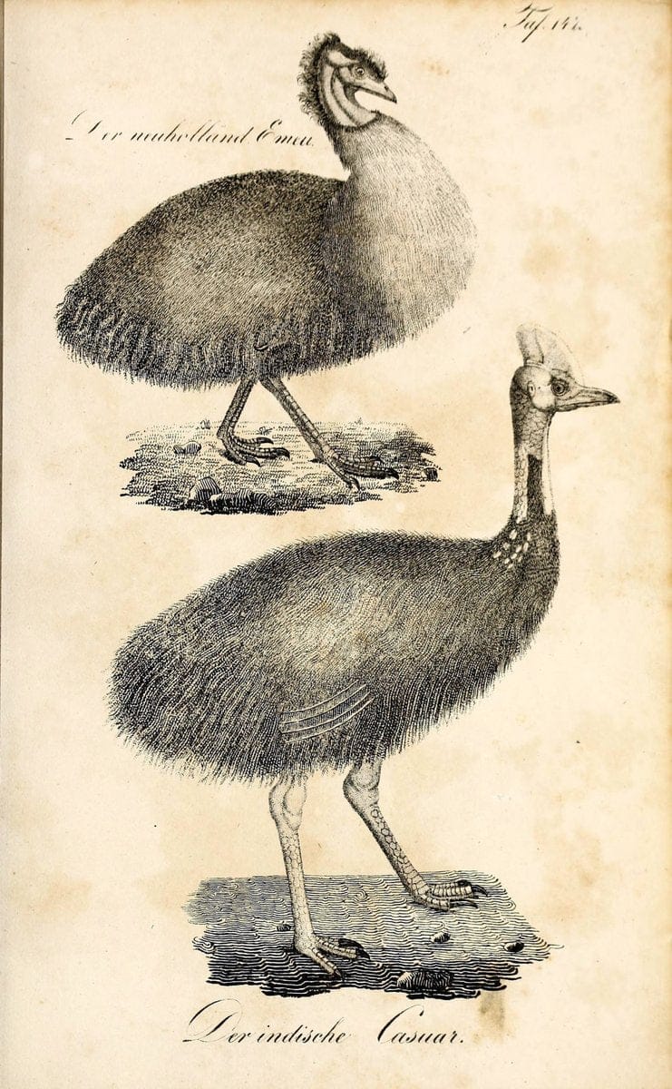 Die Naturgeschichte in getreuen Abbildungen und mit ausfuÃŒË†hrlicher Beschreibung derselben. Leipzig :bei Eduard Eisenach ;1835.  | Birds "Pictorial works"  | Vintage Print Reproduction 472029